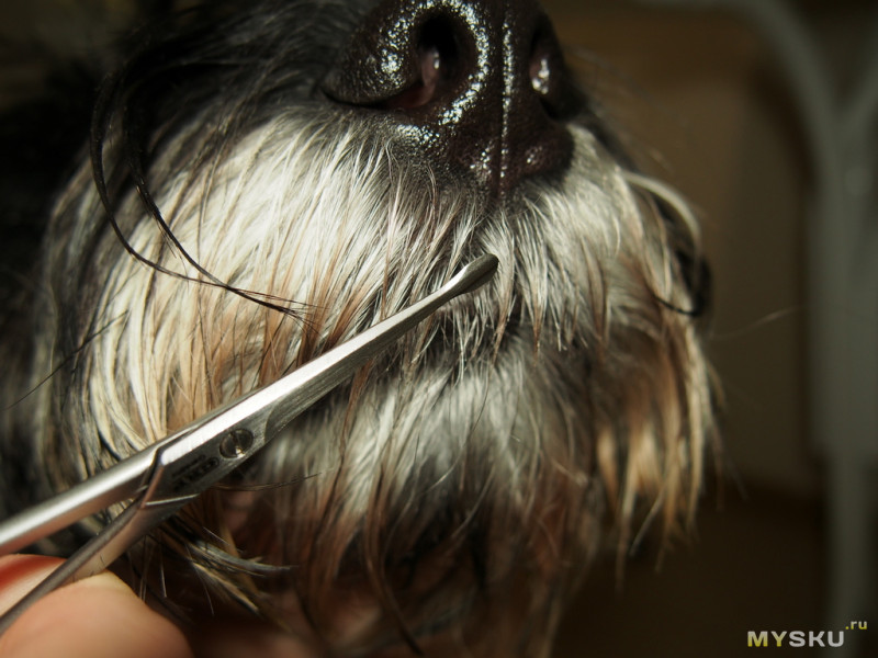 креативная стрижка йоркширского терьера. мордочка беби фейс у йорка. йоркширский терьер беби фейс. бэби фэй стрижка йорка. грумминг йорка.